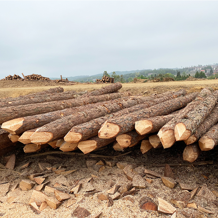 松木樁能用多少年？