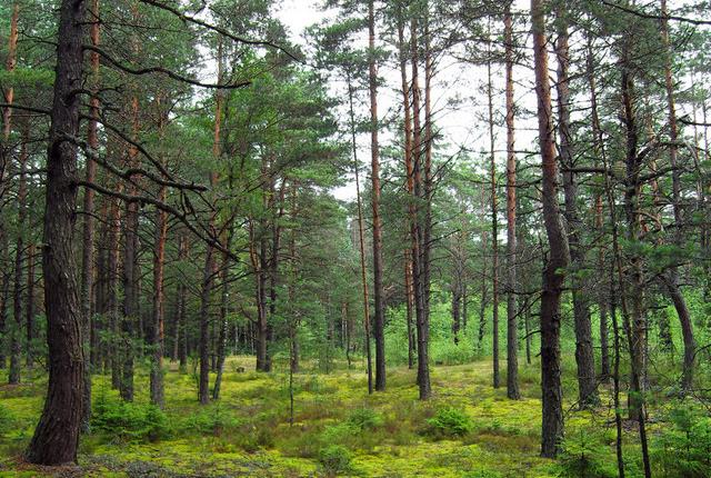 中國主要的松木產(chǎn)地有哪些，不同產(chǎn)地的松木有哪些區(qū)別