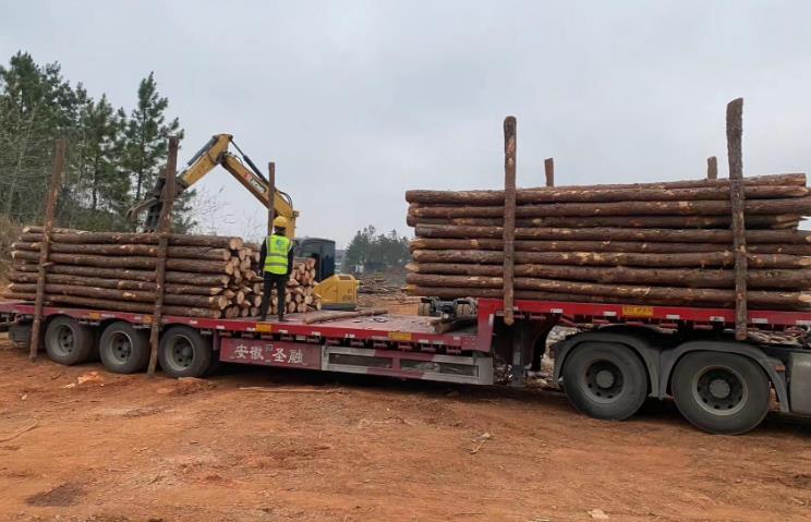 松木樁和杉木樁哪個更適合打木樁？兩者區(qū)別有哪些？