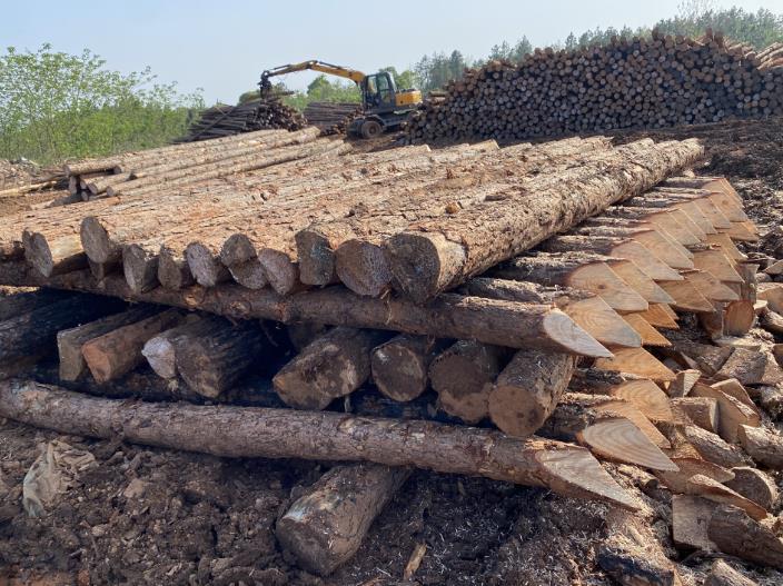 松木樁可做永久基礎處理(打造最牢固基礎，松木樁無可比擬)