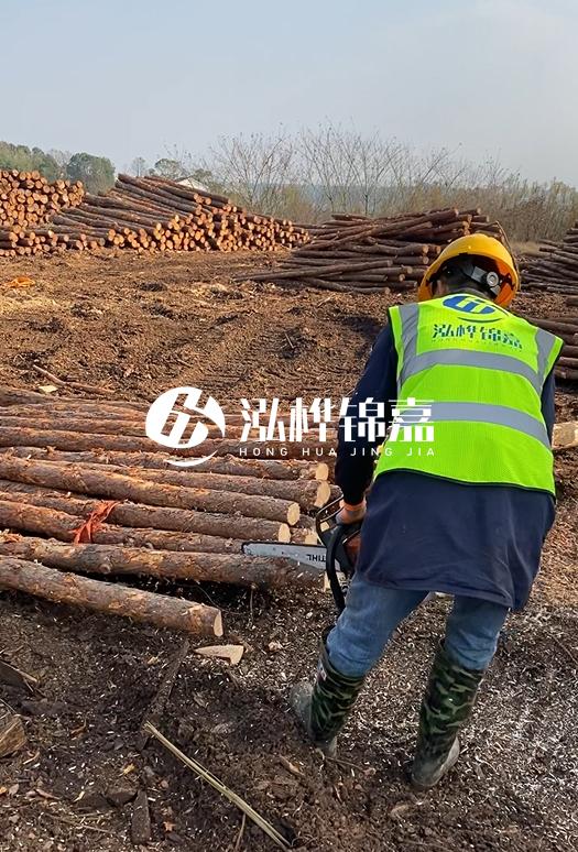 廣東松木樁3米生產(chǎn)廠(chǎng)家-3米直徑12松木樁多少錢(qián)？